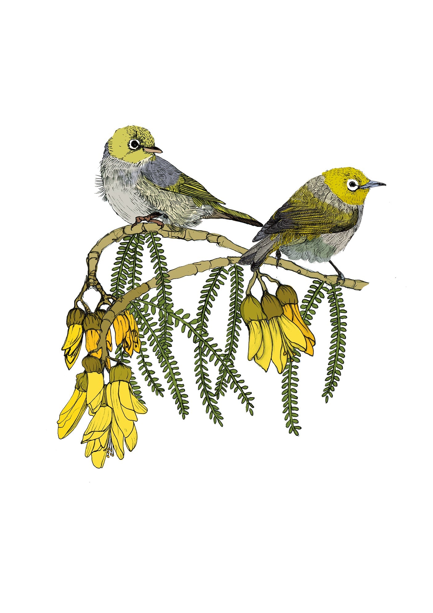 Tauhou & Kowhai | NZ Native Bird & Botanical Giclée Art Print - tuiornottui.com