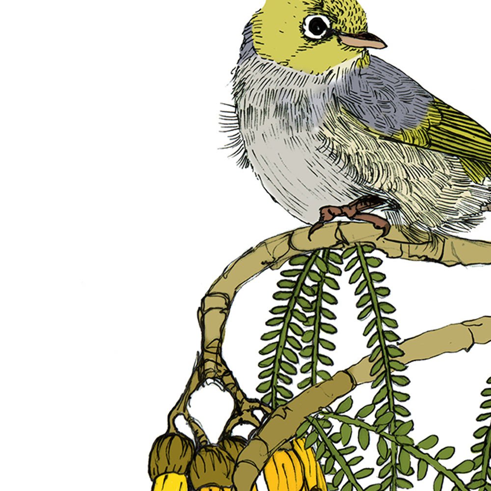 Tauhou & Kowhai | NZ Native Bird & Botanical Giclée Art Print - tuiornottui.com