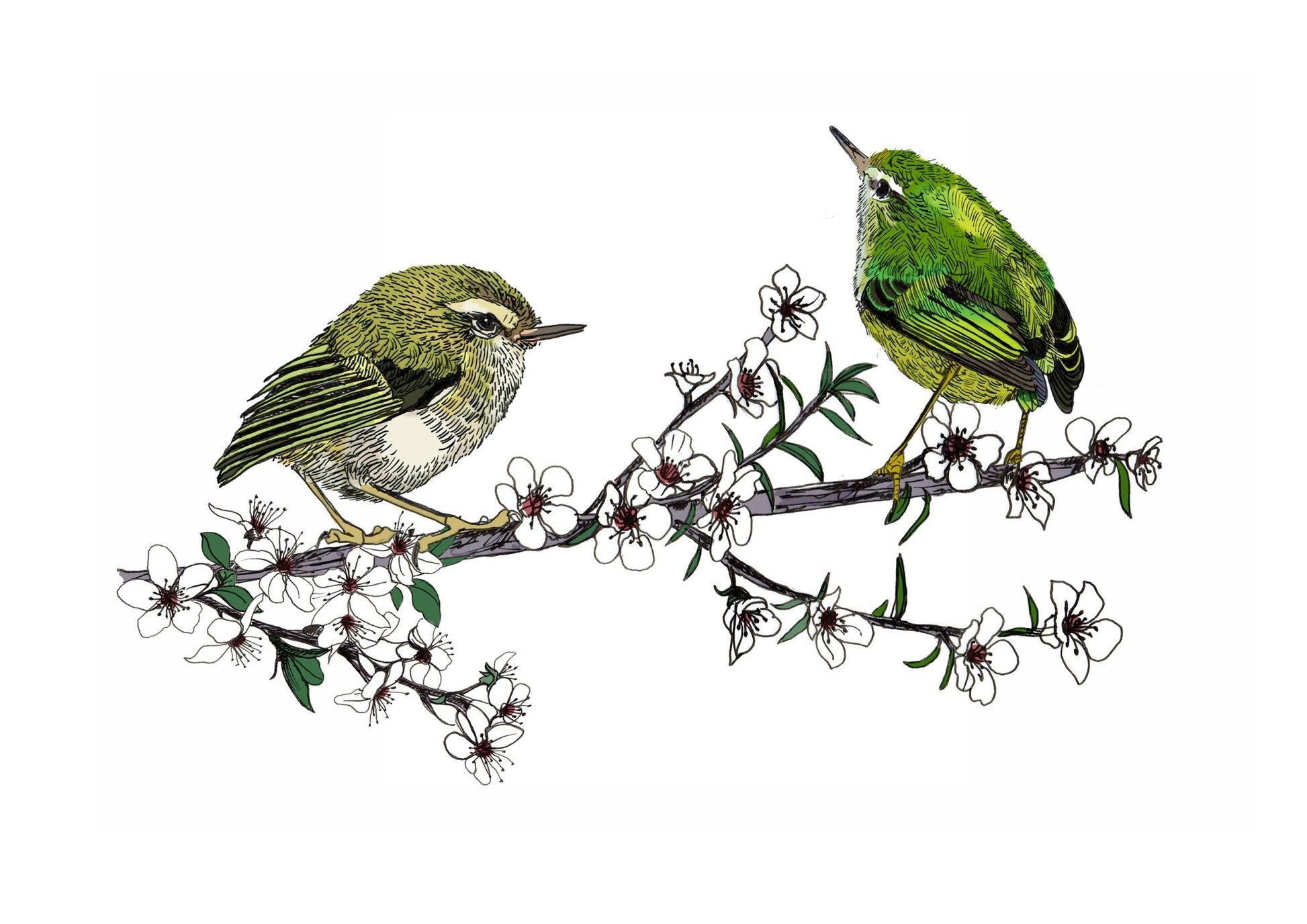 Tītipounamu & Mānuka – NZ Native Bird & Botanical Giclée Art Print - tuiornottui.com