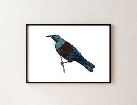 Tūī Bird Giclée Art Print | Hand - Drawn NZ Native Bird Illustration | Fine Art Wall Decor | Archival Quality - tuiornottui.com