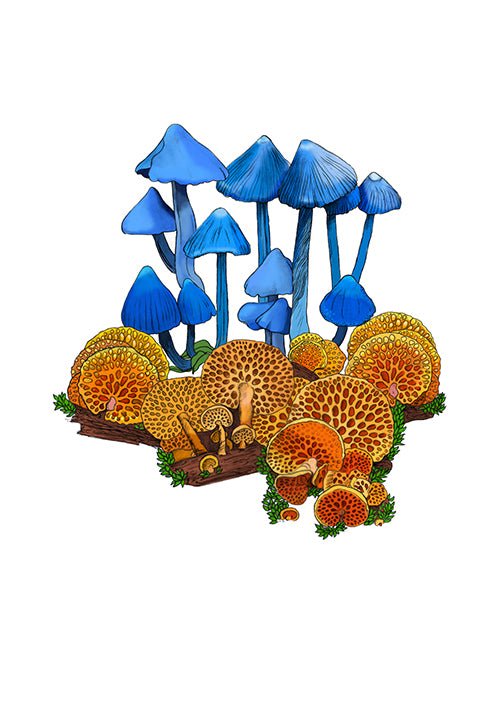 Werewere - kōkako Mushroom Art Print | Native NZ Blue Pinkgill | Fine Art Illustration | A5 A4 A3 A2 | Local New Zealand Artist - tuiornottui.com